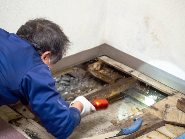Best Basement Mold Remediation in Jerome, IL