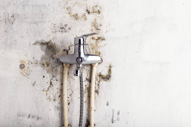 Best Post-Flood Mold Remediation in Jerome, IL