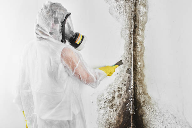 Best Black Mold Remediation in Jerome, IL