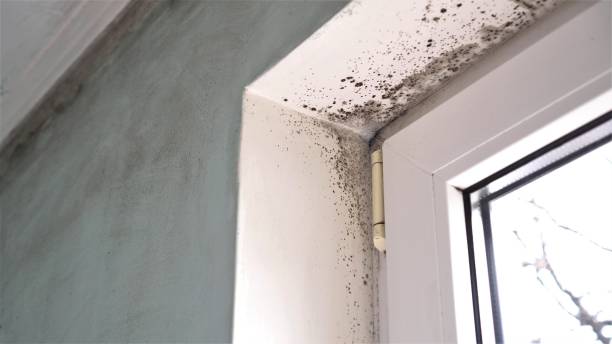 Best Bathroom Mold Remediation in Jerome, IL