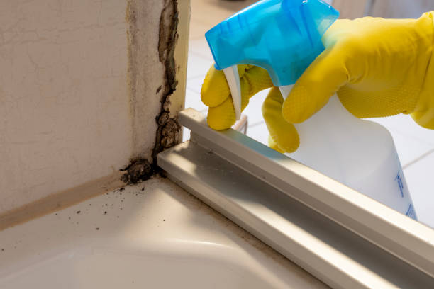 Best Emergency Mold Remediation in Jerome, IL