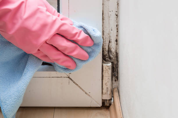Best White Mold Remediation in Jerome, IL